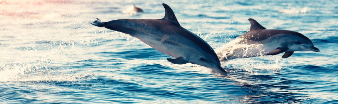 About Dolphins  Sunlight on Water