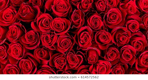 Hình nền được trang trí với những bông hoa hồng đỏ tự nhiên sẽ mang lại cho bạn cảm giác tươi mới và đầy sinh lực. Bạn có thể lựa chọn những bức ảnh hoa hồng đỏ trên nền thiên nhiên để làm hình nền chắc chắn sẽ thu hút được nhiều sự chú ý.
